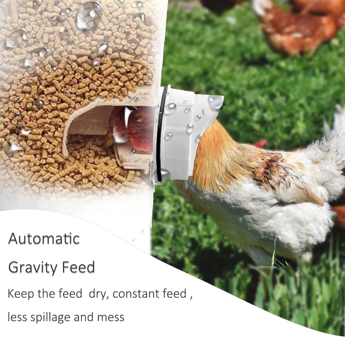 Heavy-Duty Weatherproof Automatic Chicken Feeder with No-Waste Gravity Feeding Dispenser Kit for Backyard Poultry